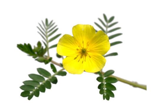 Gluconol conține Tribulus terrestris